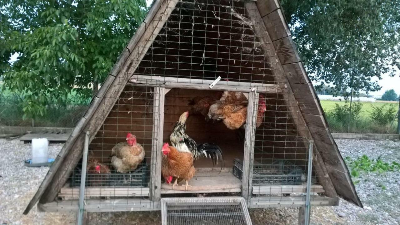 Agriturismo Cipolli E Podo Corte Carlini マントヴァ エクステリア 写真